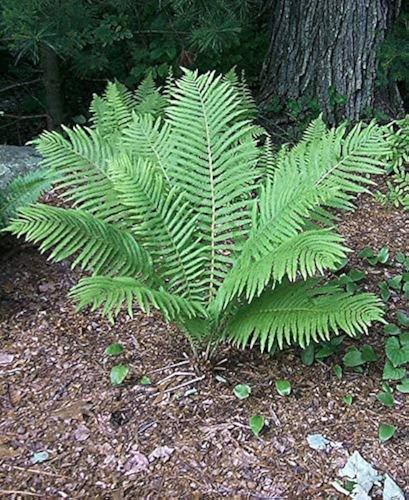 Fern Seeds for Planting