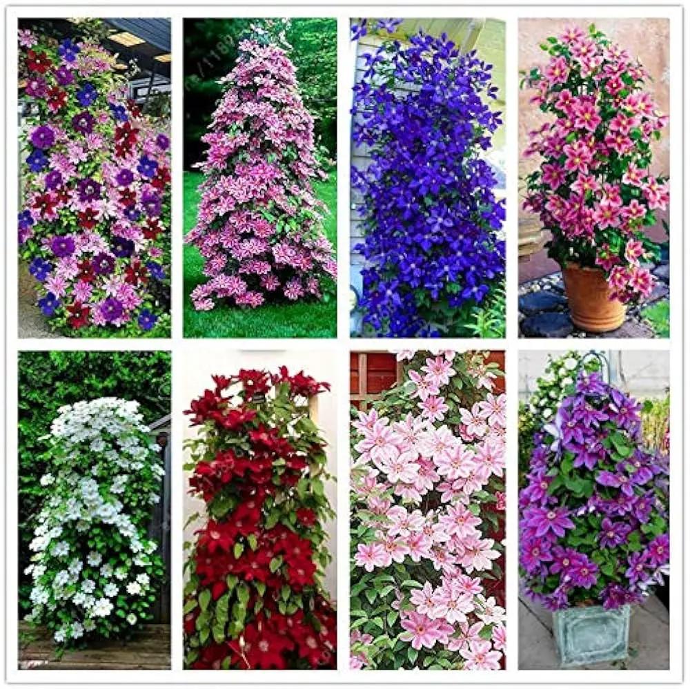 Mixed Colors Clematis Flower Vines Perennial Climbing Flower Seeds for Planting for planting in home garden