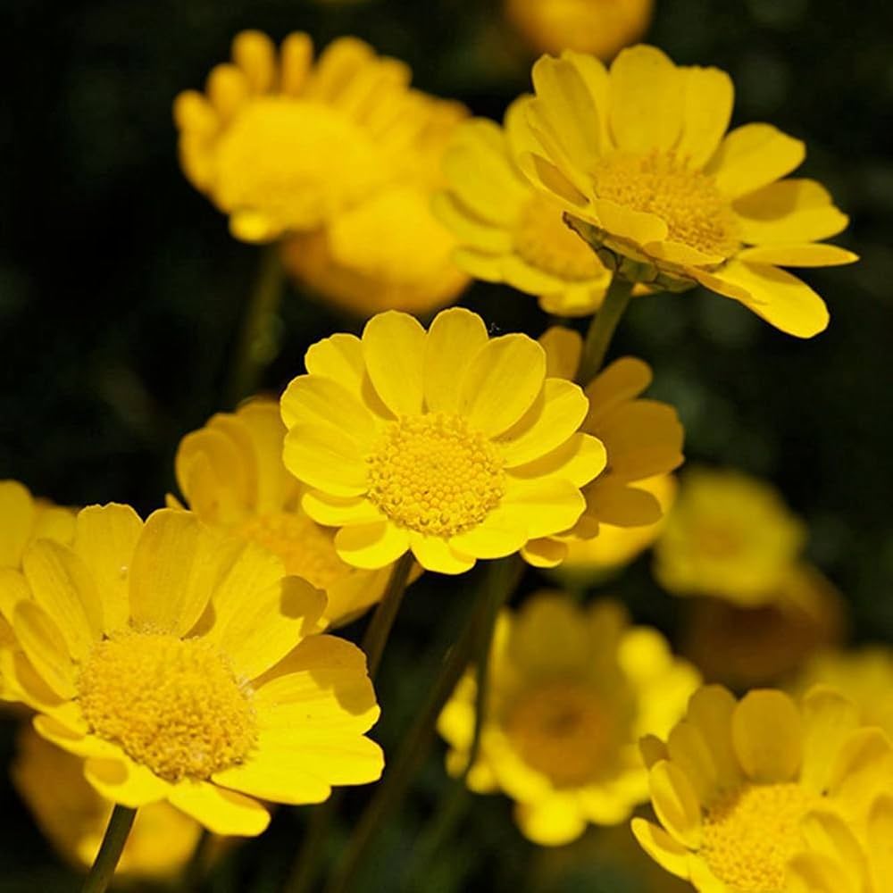 Chrysanthemum Multicaule Yellow