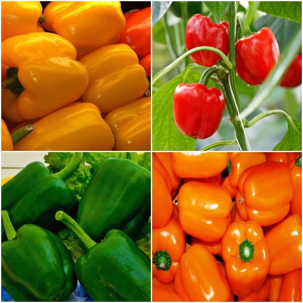 Capsicum Pepper Capsicum annuum for planting in home garden