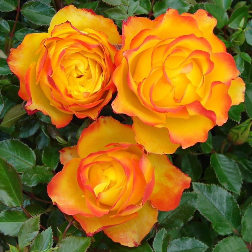 Rose Rosa Hybrida Yellow & Red Rare Hybrid Tea Flower Seeds for Planting – Ideal for Home Garden and Decorative Borders