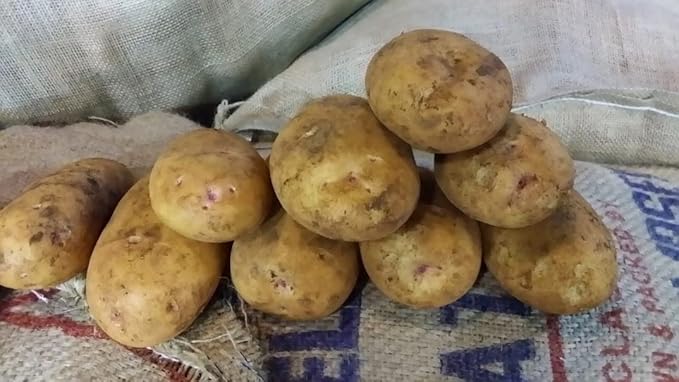 Potato Vegetable Seeds for Planting