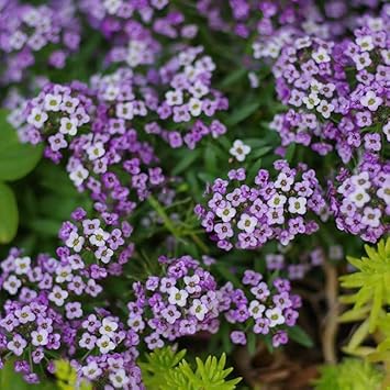 Heirloom Non-GMO Lobularia Maritima Flower Seeds for Garden Planting seeds for planting in home garden