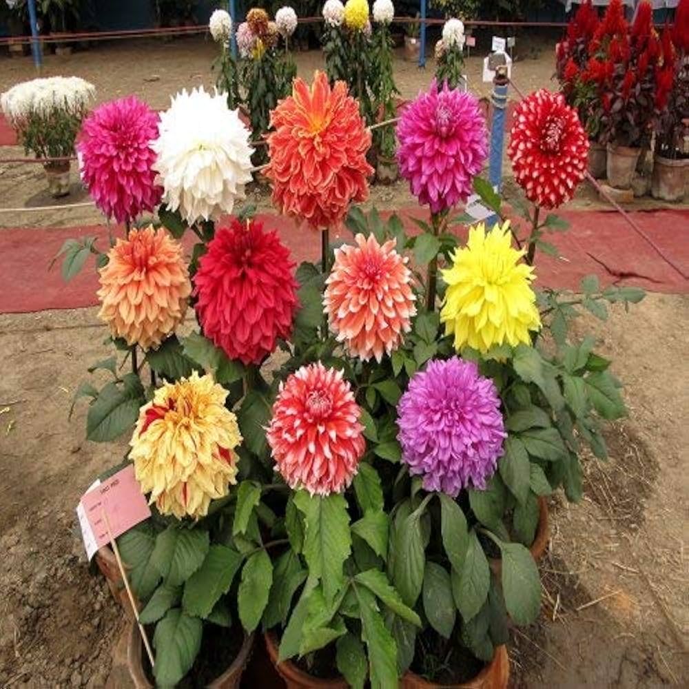 Dahlia Mignon Mix Seeds for Planting Patio Garden Flower Pots