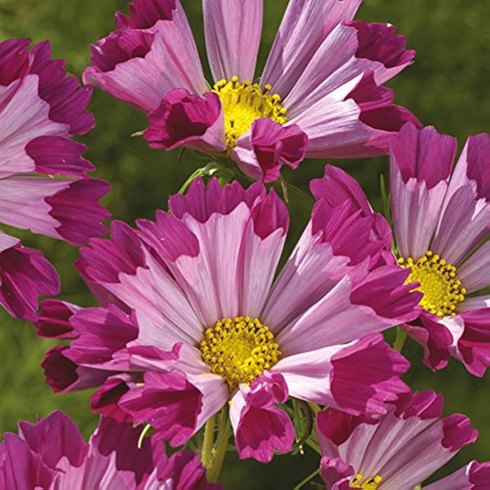 Cosmos Cosmos bipinnatus Seashells flower seeds for planting in home garden or backyard borders