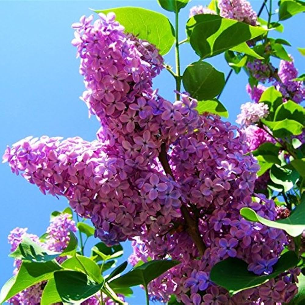 Purple Fragrant Flower Seeds for Planting - 100 seeds for planting in home garden