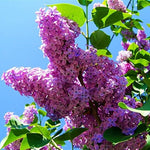 Purple Fragrant Flower Seeds for Planting - 100 seeds for planting in home garden