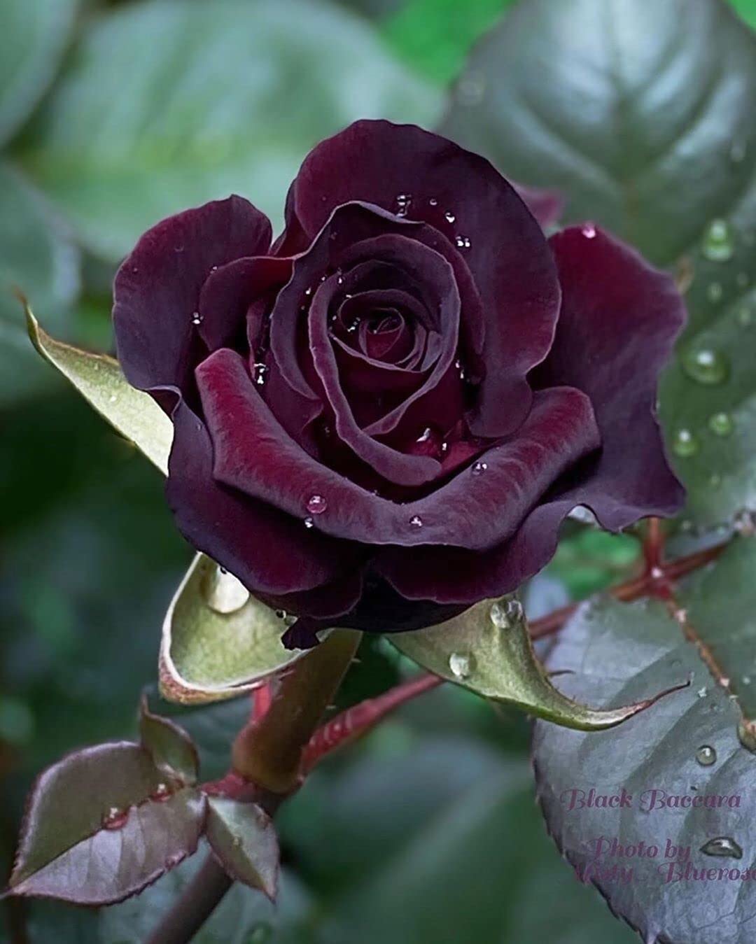 Dark Purple with Yellow Spots Rose Seeds ( , Rare Garden Flowers)