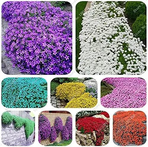 Mix Creeping Thyme Flower Seeds for Planting - NON GMO Seeds for planting in home garden