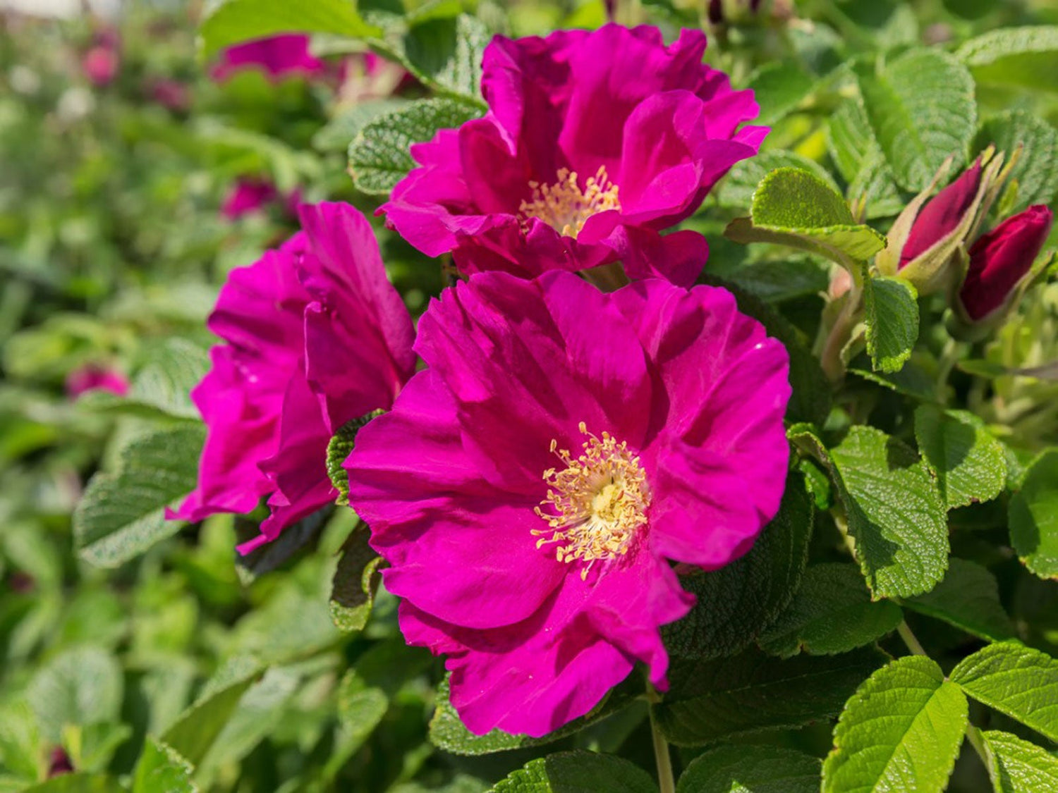 Rose Rosa rugosa Flower Seeds for Pots and Borders