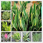Sansevieria Plant Seeds for Garden Planting - NON GMO Seeds Dhara Seeds