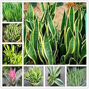 Sansevieria Plant Seeds for Garden Planting - NON GMO Seeds Dhara Seeds