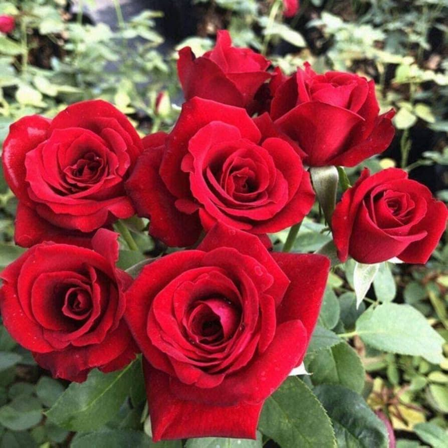 Dame Meisten Favorite Garden Flowers Seeds ( , Rare Rose Stripes)