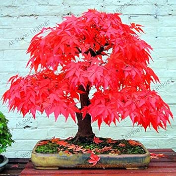 Sump Maple Tree Green - Heirloom, Non - Gmo Seeds