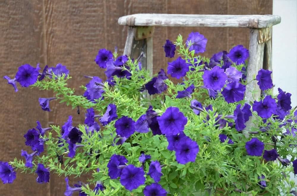 Blue Petunia Flowering Seeds For Planting for Gardening
