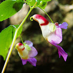Parrot Orchid (Dendrobium spp.) seeds for bonsai & flower cultivation