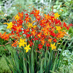 Crocosmia Flower Seeds for Planting 100 seeds for planting in home garden
