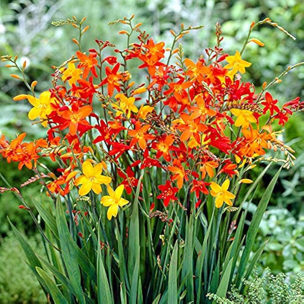 Crocosmia Flower Seeds for Planting 100 seeds for planting in home garden