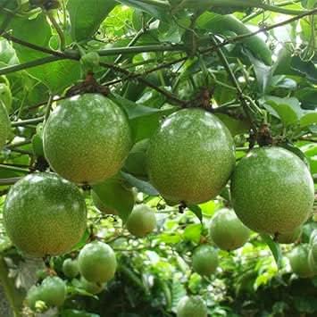 Passion Fruit Seeds for Growing Tangy and Exotic Tropical Fruits