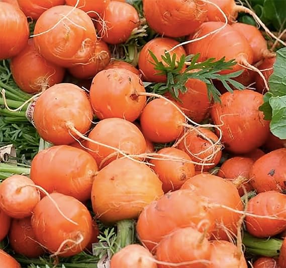 Carrot Daucus Carota Hot Round Root Vegetable Seeds for Planting – Heirloom Variety for Kitchen Garden and Fresh Harvests