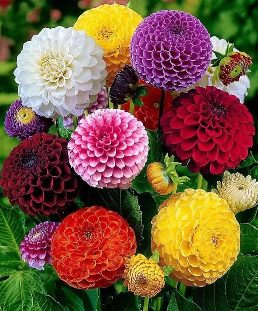 Dahlia Flower Seeds (Mixed Colors) – Fresh Seeds for Planting Vibrant Summer Blooms