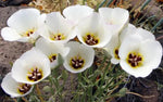 Calochortus Flower Seeds for Garden Planting - NON GMO Seeds Dhara Seeds