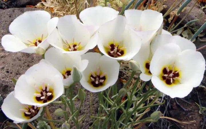 Calochortus Flower Seeds for Garden Planting - NON GMO Seeds Dhara Seeds