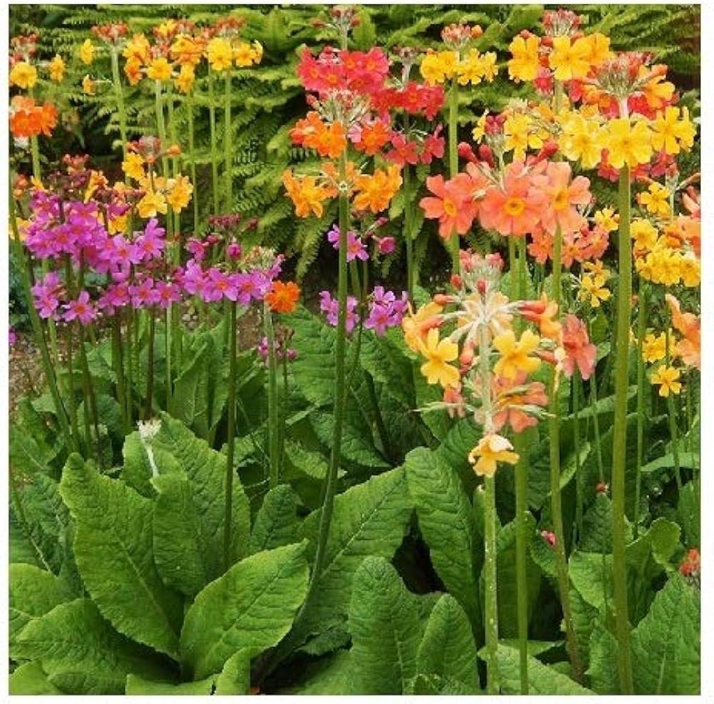 Candelabra Primrose Primula denticulata Seeds for Planting in Flower Bed