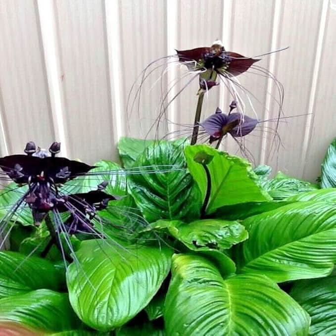 Black Orchid Perennial Flower Seeds for Balcony & Garden