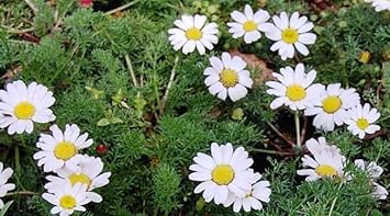 Anacyclus Pyrethrum Flower Seeds for Planting - 100