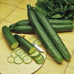 Improved Long Green heirloom cucumber seeds