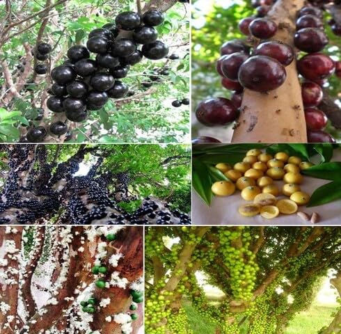 Mixed Jaboticaba Fruit - Heirloom, Non - Gmo Seeds