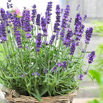 English Lavender Herb Seeds
