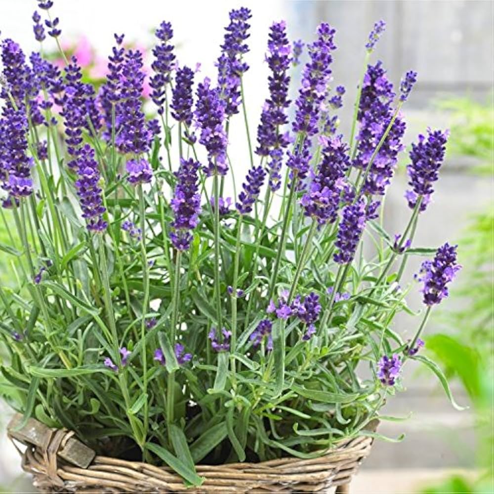 English Lavender Herb Seeds