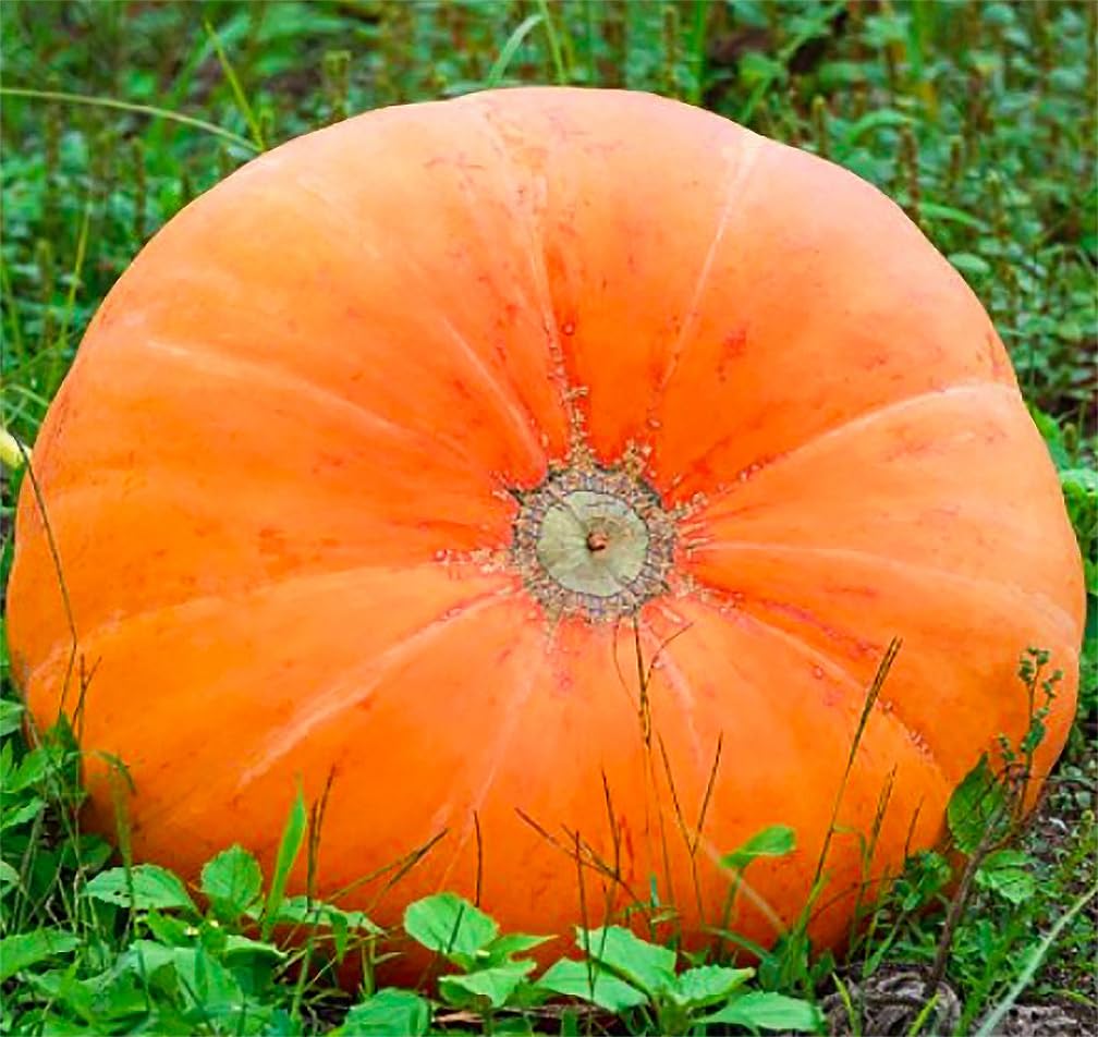 Mammoth Gold Pumpkin Seeds for Large Decorative Pumpkins