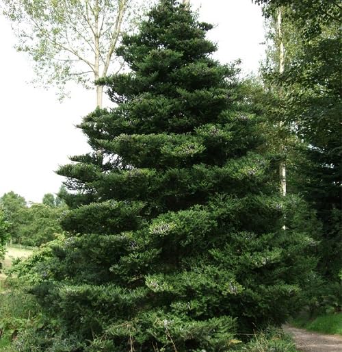 Green Abies Tree - Heirloom, Non - Gmo Seeds
