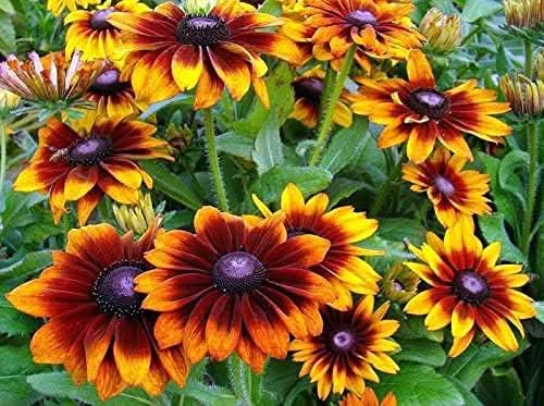 Gloriosa Daisy American Native Wildflower Perennial Seeds