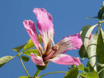 Chorisia Speciosa Flower Seeds for Planting - Speciosa for planting in home garden