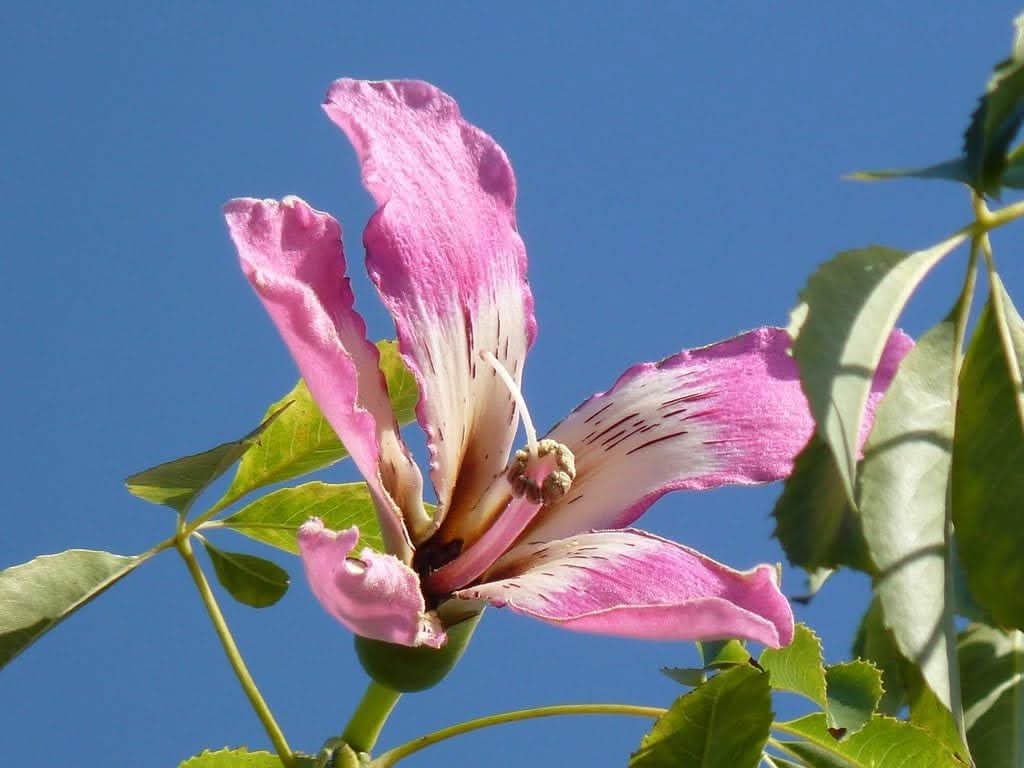 Chorisia Speciosa Flower Seeds for Planting - Speciosa for planting in home garden