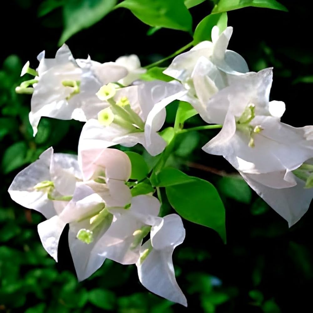 Bougainvillea Bougainvillea Spectabilis Flower Seeds for Planting – Suitable for Fence Borders and Patio Landscaping