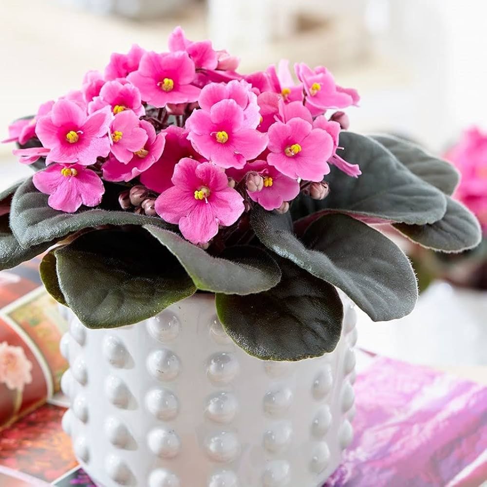 Pink White Saintpaulia Seeds for Planting – Organic Heirloom Non-GMO Flower Seeds for planting in your garden.