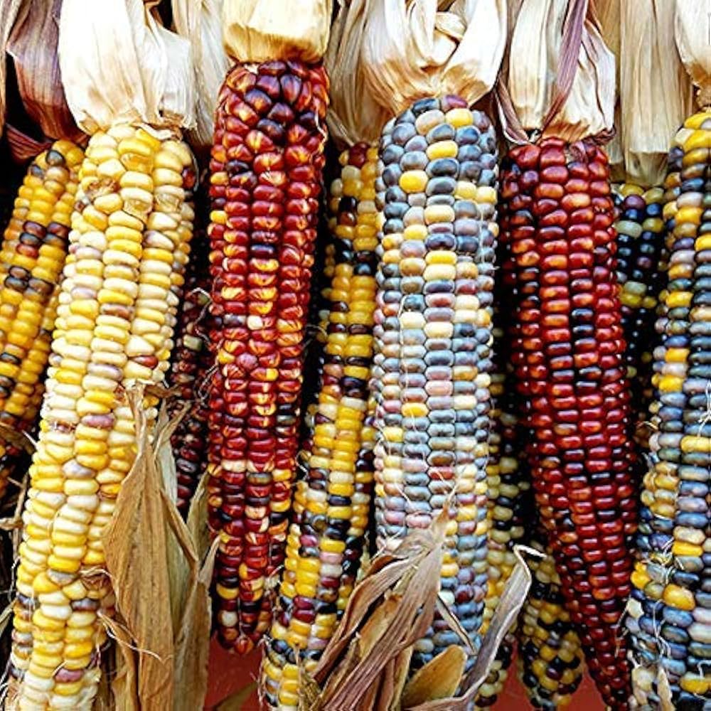 Rainbow Corn Zea mays vegetable seeds for planting in kitchen garden and backyard plots