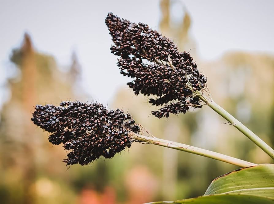 Black Amber Sorghum Seeds-Heirloom & Non-GMO Seeds for planting – Fresh Herb for Your Garden
