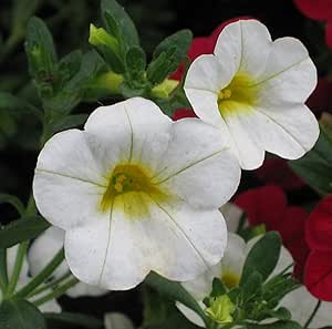 White Calibrachoa Seeds