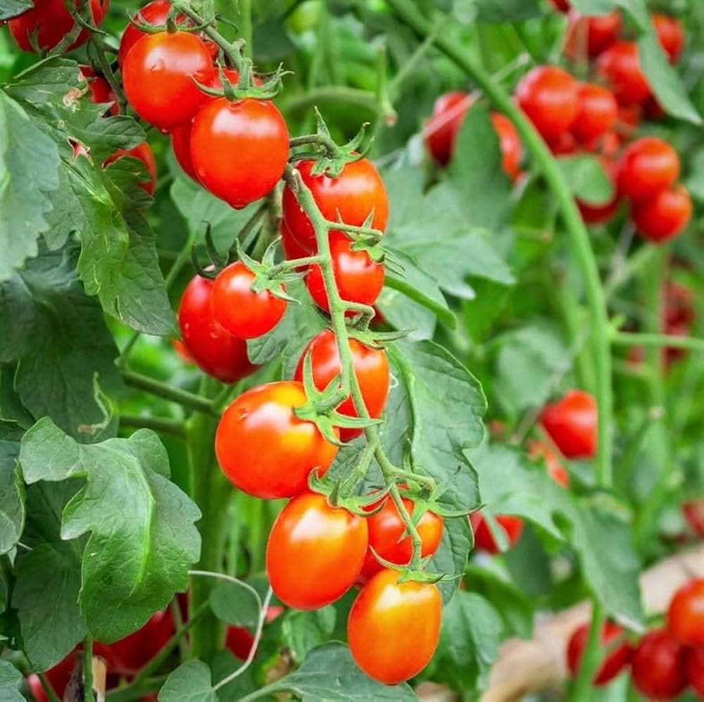 Tree Tomato Climbing Variety Blue Fruit Seeds