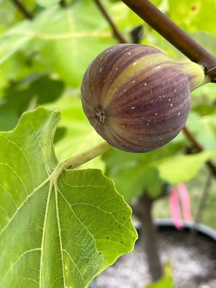 Fig Fruit Seeds (Maroon-Green) – Fresh Seeds for Planting Maroon-Green Figs