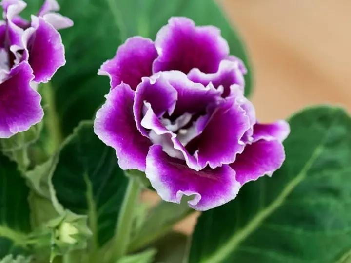 Gloxinia Flower Seeds Pink Purple for Planting - NON GMO Seeds Dhara Seeds