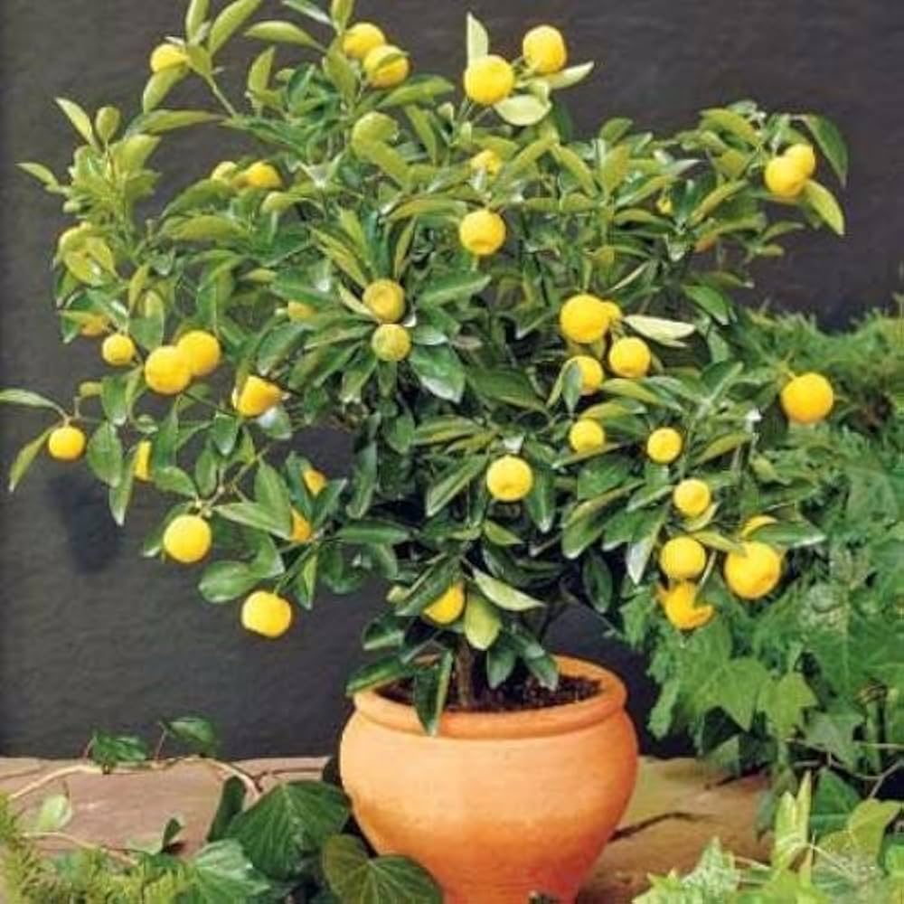 Lemon Citrus Limon Dwarf Tree Seeds for Planting – Perfect for Indoor Pots and Kitchen Garden Use