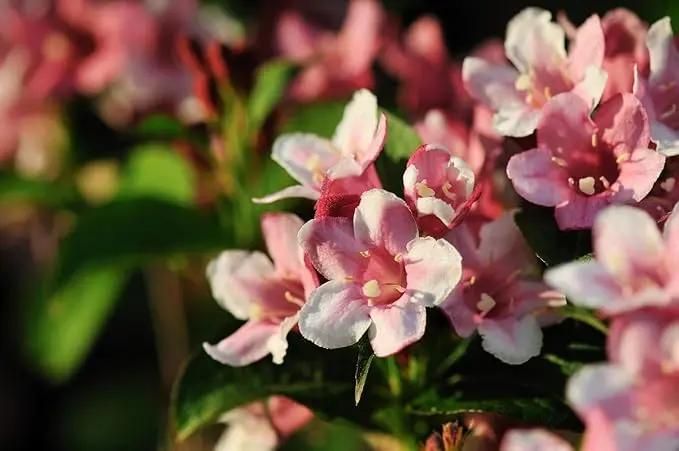 Pink Kolkwitzia Flower Seeds for Planting, NON GMO Seeds Dhara Seeds