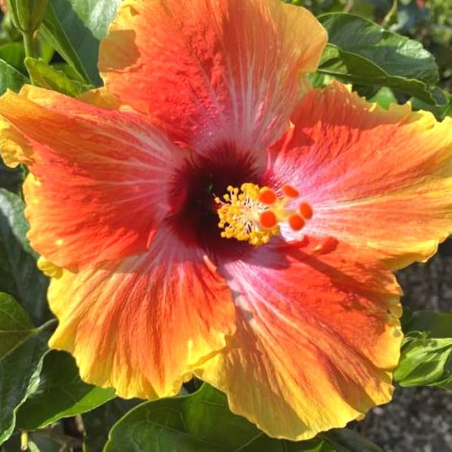 Tomato Solanum Lycopersicum Yellow Big Bio Vegetable Seeds for Planting – Rare Variety for Home Garden and Fresh Harvest